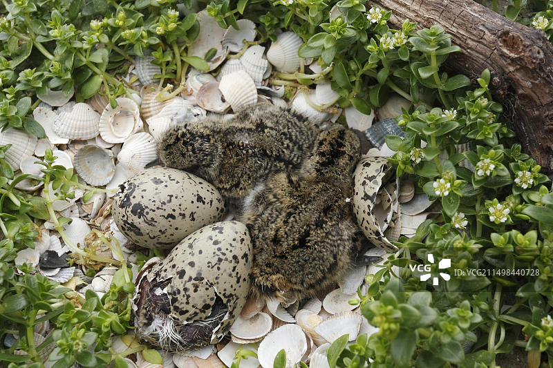 欧亚蛎鹬，巢中的两只幼鸟，小鸡孵化，四枚卵，德国下萨克森瓦登海国家公园图片素材