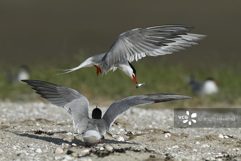 德国，欧洲，下萨克森州，东弗里斯兰群岛，下萨克森瓦登海国家公园，群中配对的普通燕鸥(Sterna hirundo)图片素材