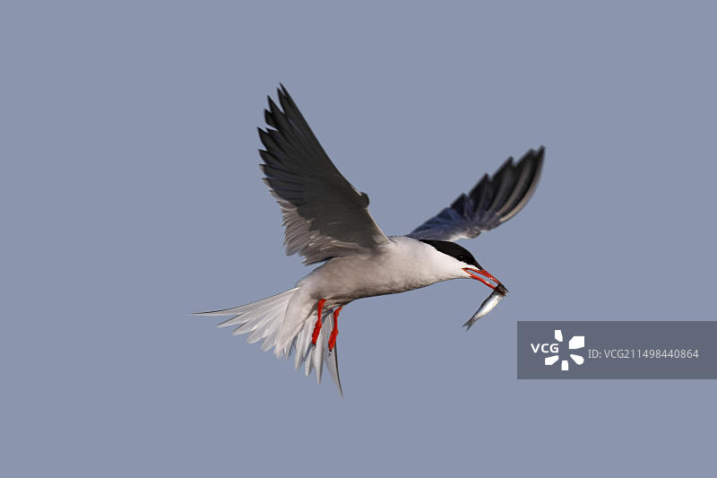 普通燕鸥：在下萨克森瓦登海国家公园飞行，嘴里叼着鱼图片素材