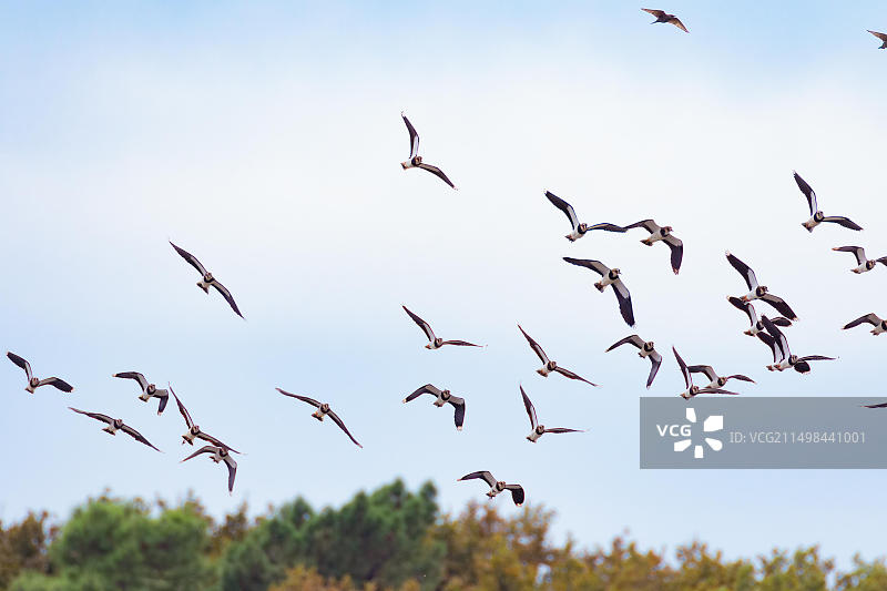 一群凤头麦鸡在秋日天空中编队飞行图片素材