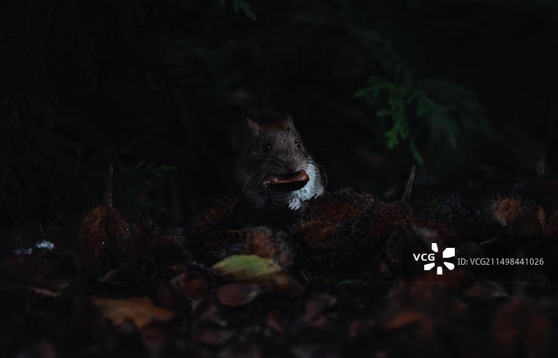 小啮齿动物：田鼠从德国斯图加特森林的黑暗中探出头图片素材