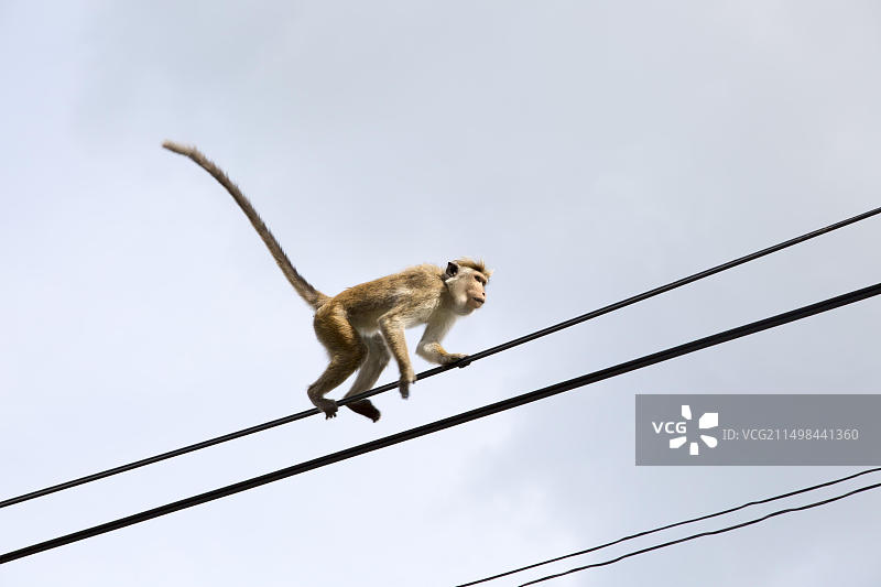 斯里兰卡乌瓦省巴杜勒区哈普塔勒的帽顶猕猴图片素材