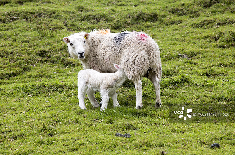 新生羔羊和绵羊，湖区，坎布里亚，英格兰，英国图片素材