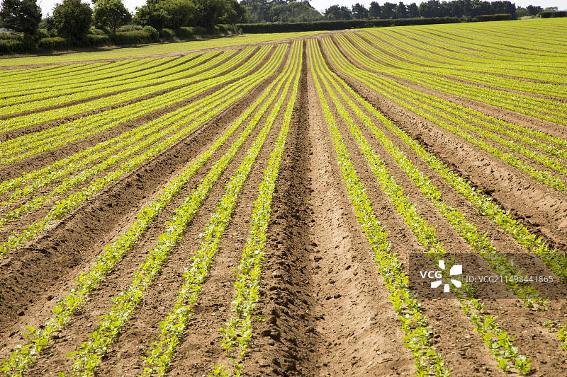 英格兰萨福克郡农作物生长景象图片素材