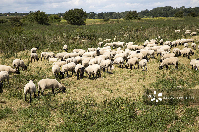 英国萨福克郡霍莱斯利奥克斯利沼泽地吃草的羊群图片素材