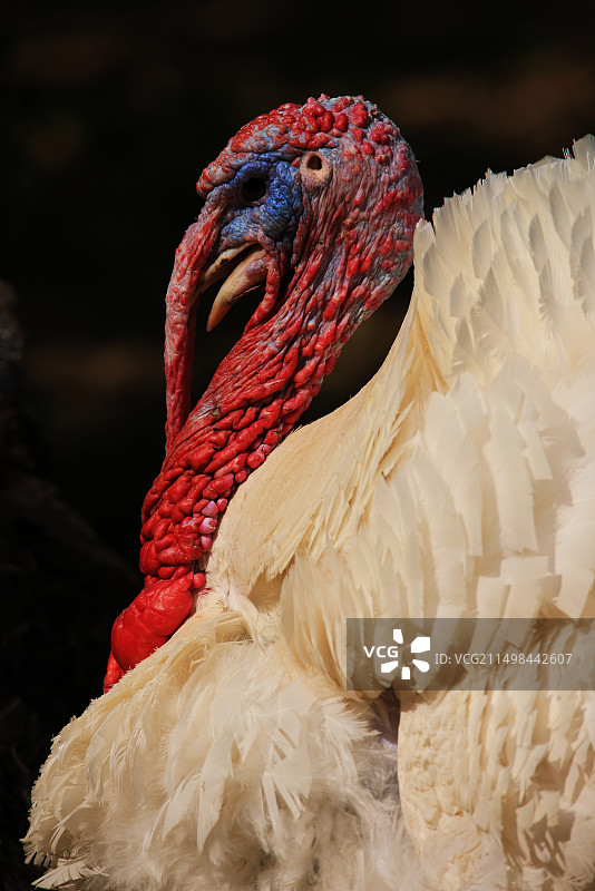 发愁的火鸡图片素材