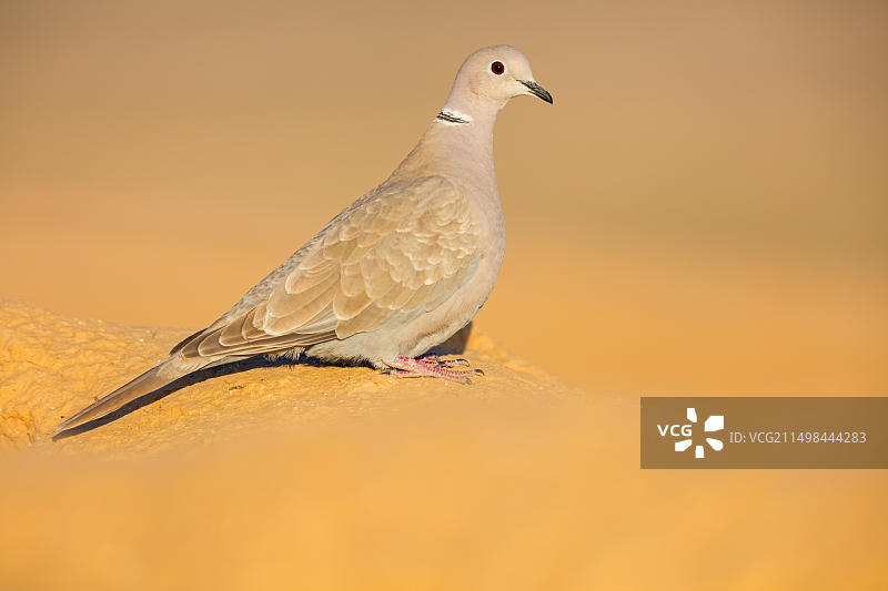 欧亚斑鸠（以色列，中东，亚洲）图片素材
