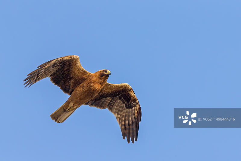 靴隼雕飞行照片，蓝天，以色列，中东，亚洲图片素材