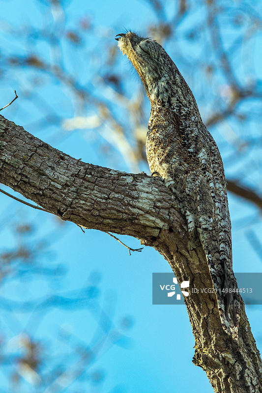 裸喉夜鹰，潘塔纳尔，南非图片素材