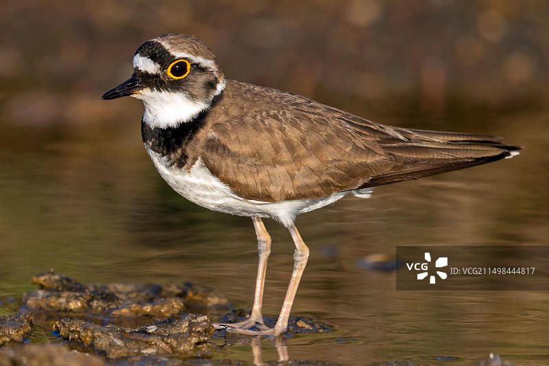 小环颈鸻（Charadrius dubius），希腊莱斯沃斯图片素材