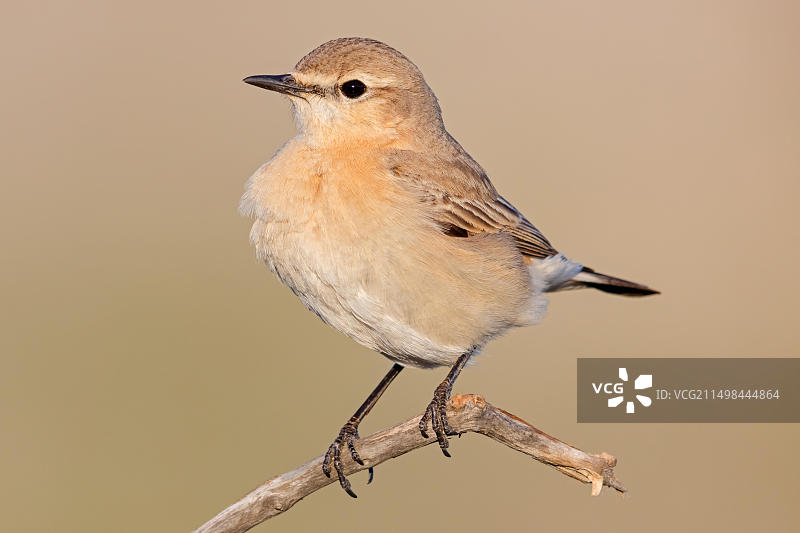 欧亚石鵖，希腊莱斯博斯岛图片素材