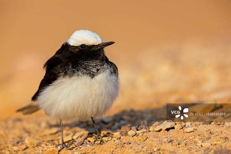 白腰草鹛，亚洲中东以色列图片素材