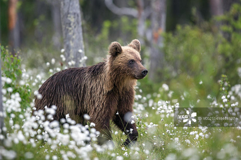欧洲棕熊图片素材
