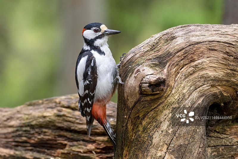 斯堪的纳维亚芬兰的大斑啄木鸟图片素材