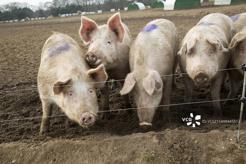 英国萨福克郡肖特舍姆的散养猪养殖图片素材