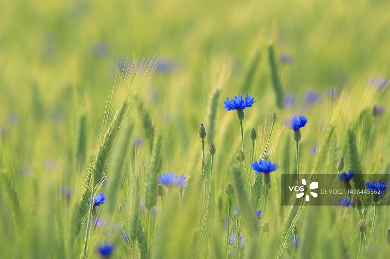 德国巴伐利亚州安迪斯附近大麦田中蓝色的矢车菊花图片素材