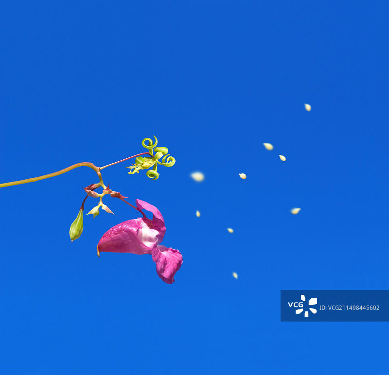 蓝天下喜马拉雅凤仙花（Impatiens glandulifera）的特写，种子爆裂和传播图片素材