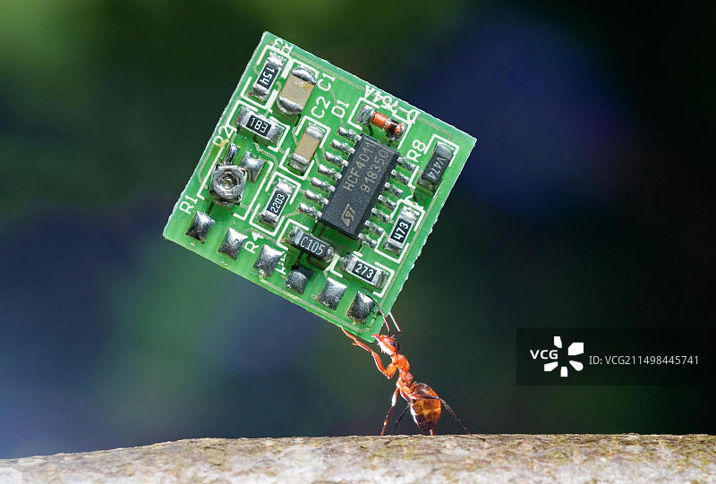 红木蚁搬运PCB或微芯片的特写图片素材