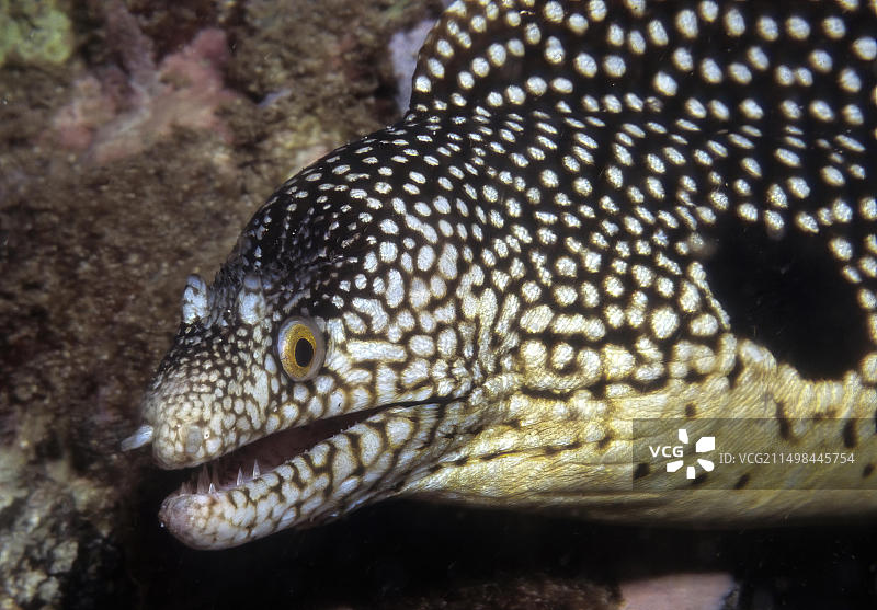 大西洋马卡罗尼西亚群岛角状海鳗航海照片，非洲佛得角图片素材