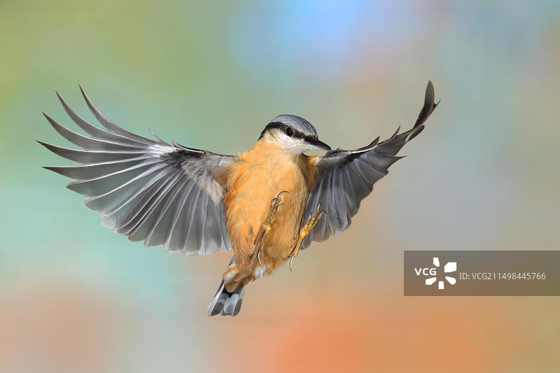 飞行中的欧洲鳾图片素材