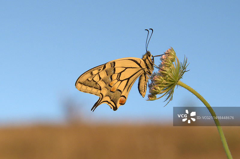 清晨时分停歇在鲁尔区欧洲燕尾蝶图片素材