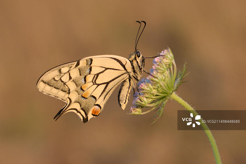 resting on nettles, Norfolk Broads, England, United Kingdom图片素材