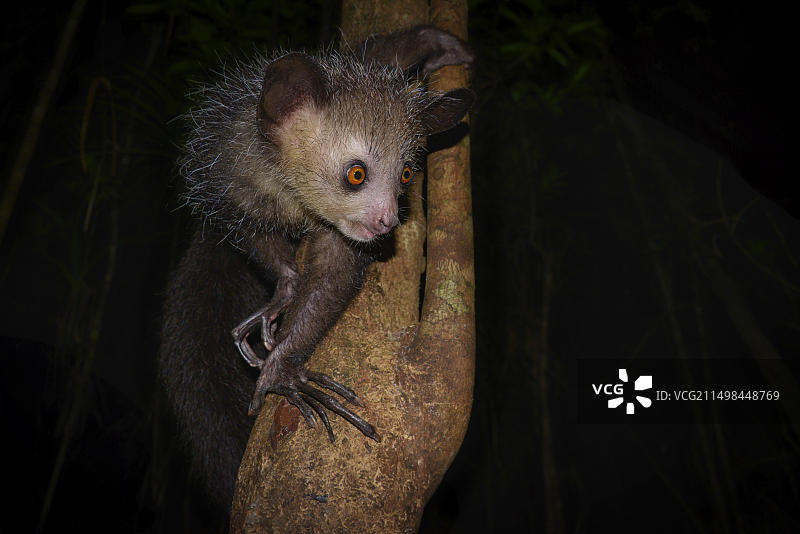 指猴：马达加斯加东部雨林图片素材