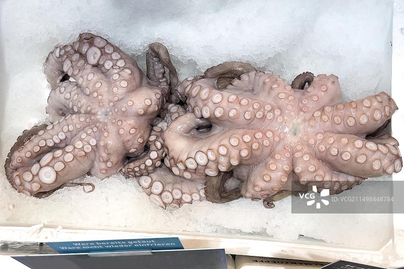 德国鱼店内展示的两种食用章鱼图片素材