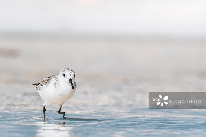 在法国安德诺斯莱班海滩的浅水中觅食的三趾滨鹬图片素材