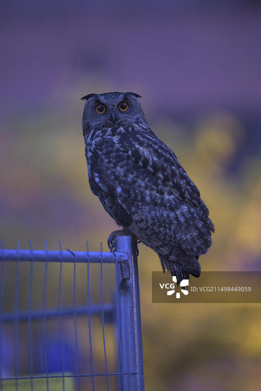 欧亚雕鸮（Bubo bubo）成年雄性，德国鲁尔区埃瓦尔德煤矿黄昏图片素材