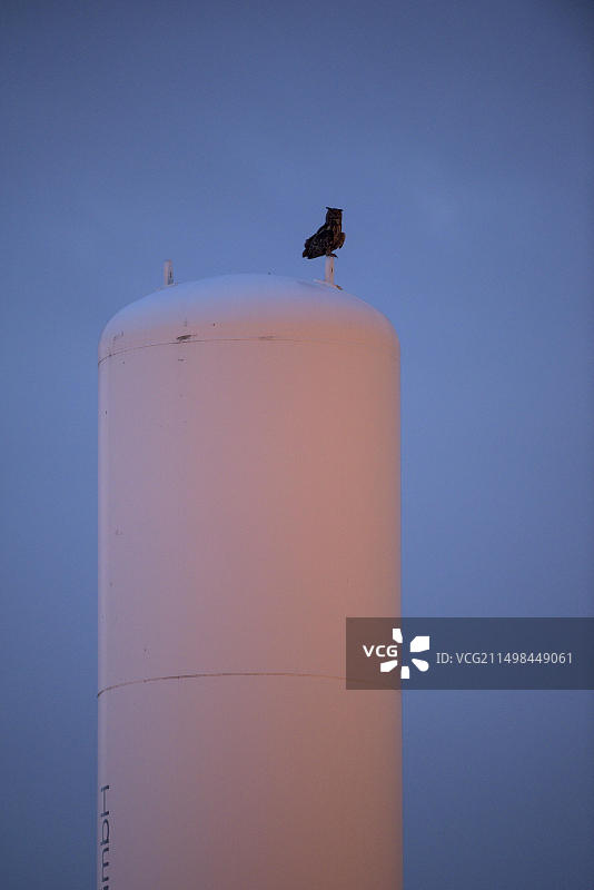 德国埃瓦尔德煤矿的成年雄性欧亚雕鸮（Bubo bubo）图片素材