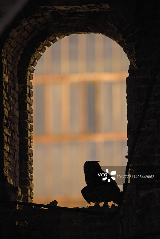 欧亚雕鸮（Bubo bubo）成年雄性，德国鲁尔区埃瓦尔德煤矿黄昏图片素材