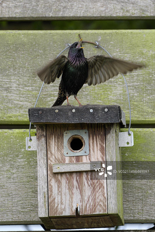 欧洲,德国,北莱茵-威斯特伐利亚,内特塔尔,繁殖季节,在筑巢箱上唱歌的普通八哥(Sturnus vulgaris),正在求偶的成年鸟图片素材