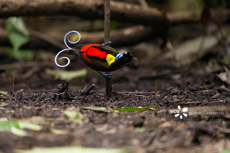 天堂维氏极乐鸟，新几内亚瓦伊格奥岛雨林特有物种图片素材