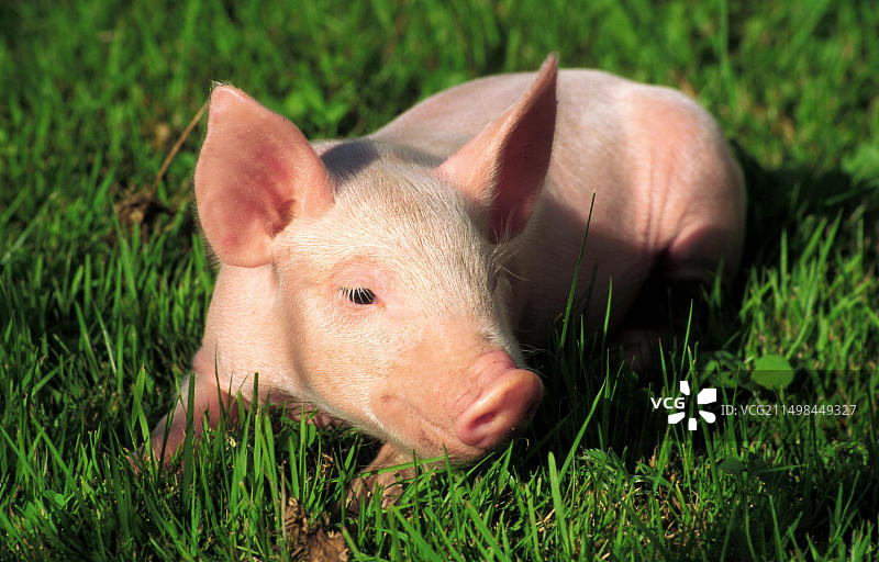 小猪躺在绿色草地上图片素材