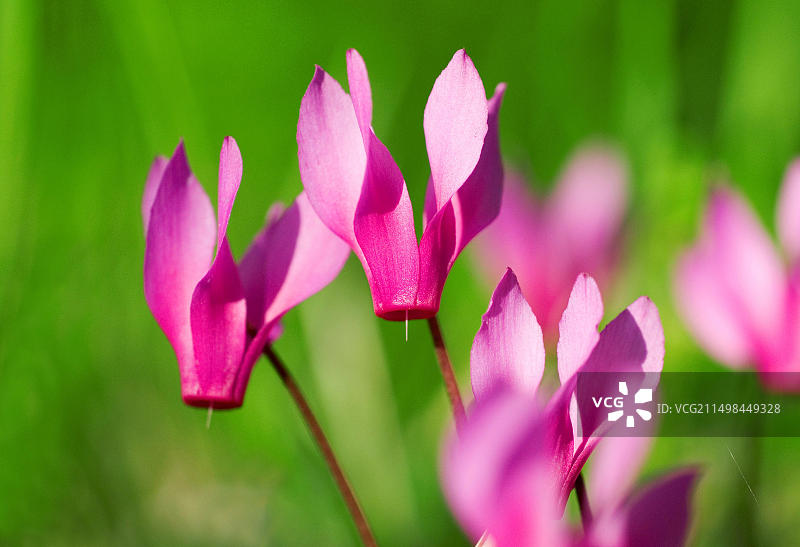 绿色草地上盛开的紫色仙客来图片素材