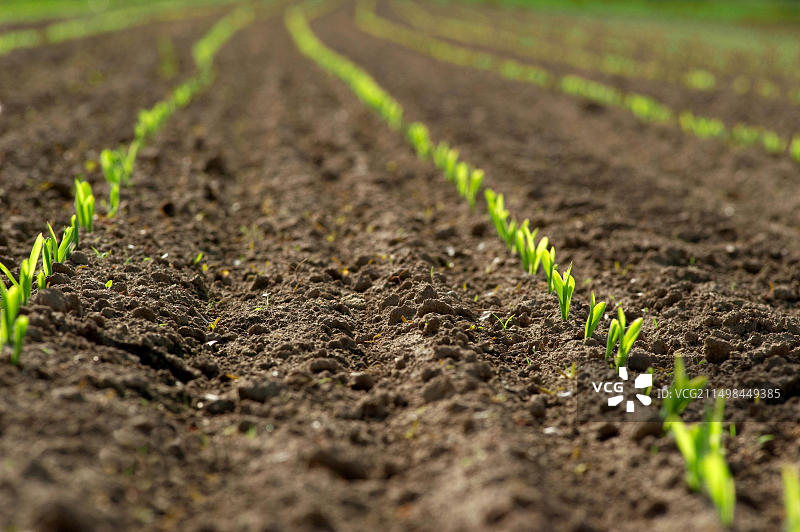 一排年轻的玉米苗图片素材