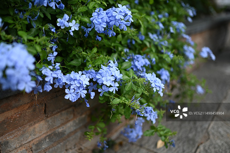蓝色开花植物特写图片素材