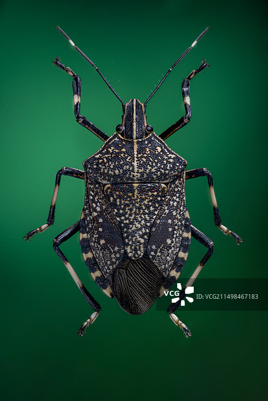 麻皮蝽图片素材