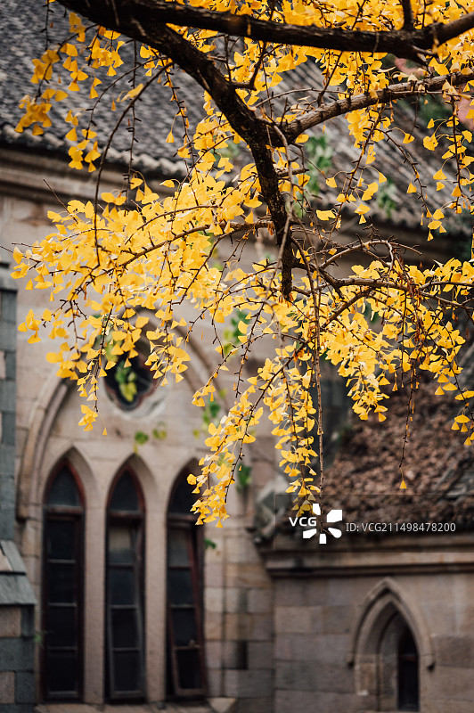 福建福州烟台山石厝教堂银杏落叶图片素材
