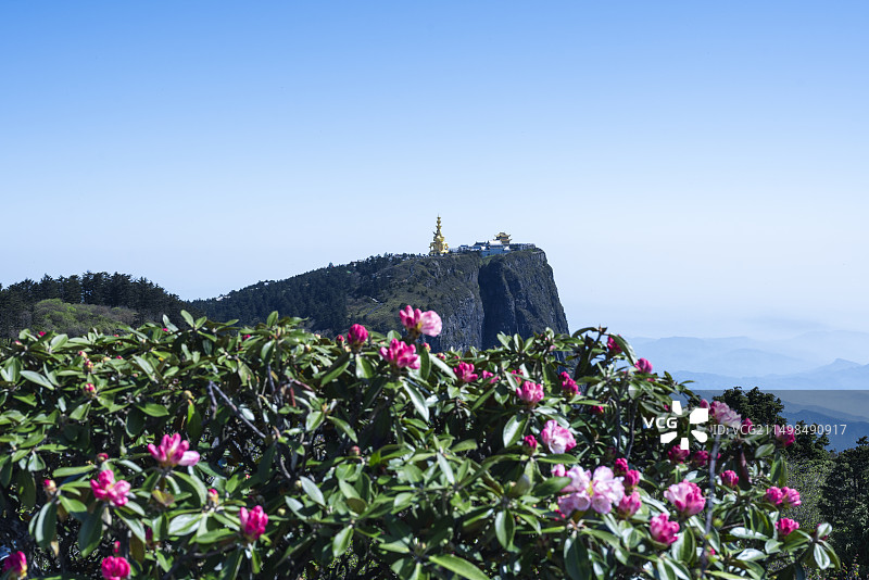 峨眉山杜鹃图片素材