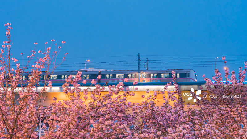 樱花与列车图片素材