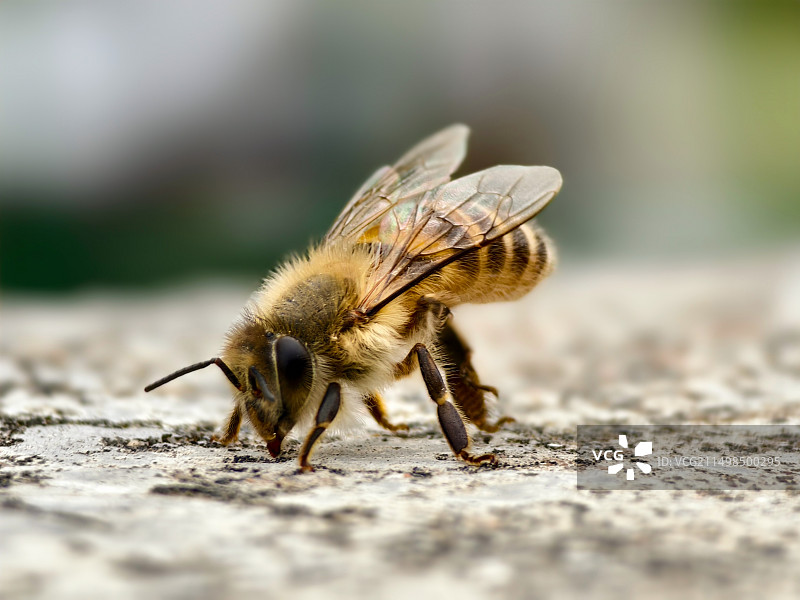 蜜蜂的特写镜头图片素材