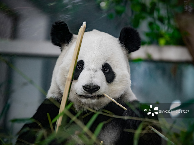 呆萌熊猫吃竹子特写图片素材