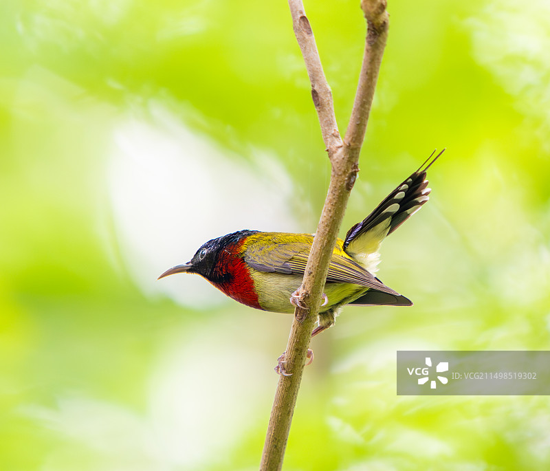 叉尾太阳鸟图片素材