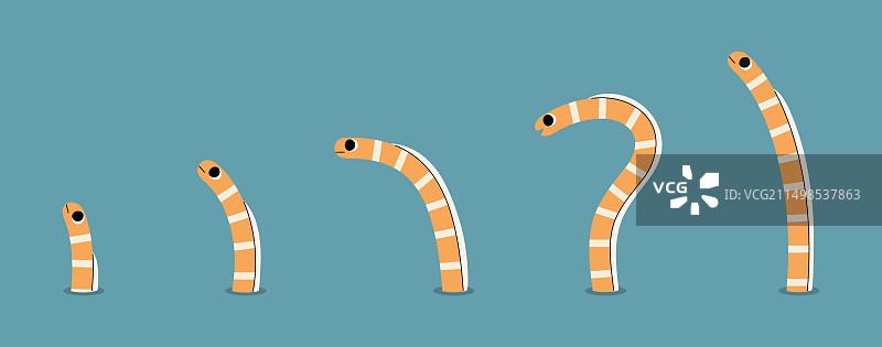 壮丽的花园鳗图片素材