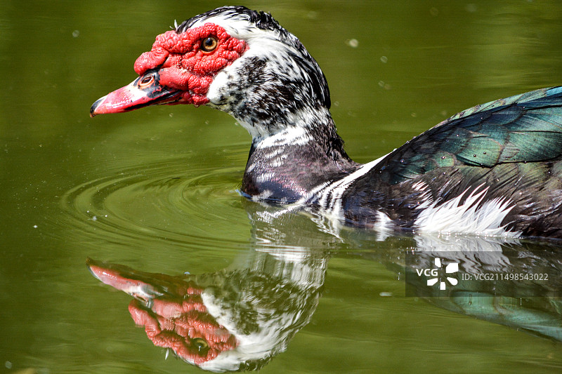 疣鼻栖鸭图片素材