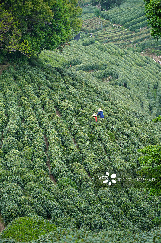 杭州龙井八景图片素材