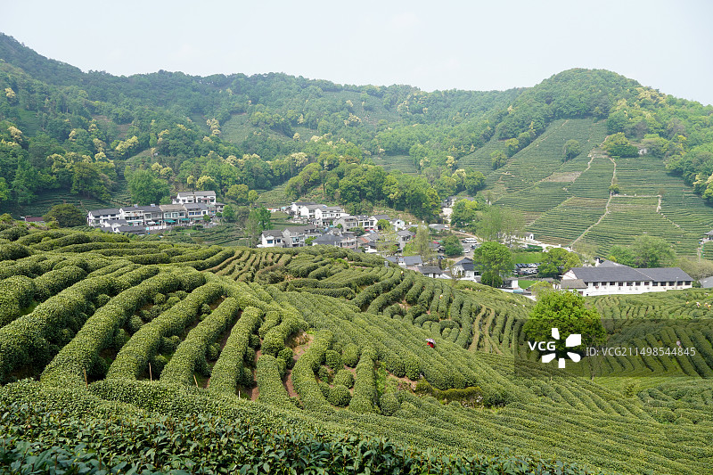 杭州龙井山园茶文化村图片素材