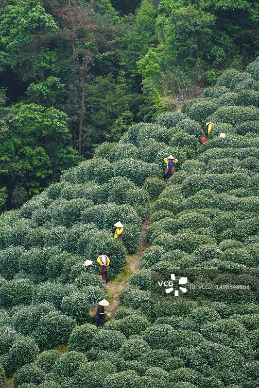 杭州龙井八景图片素材